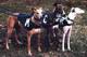 greyhound_applique_coat_th